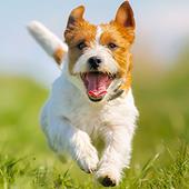 帕森斯犬模拟器